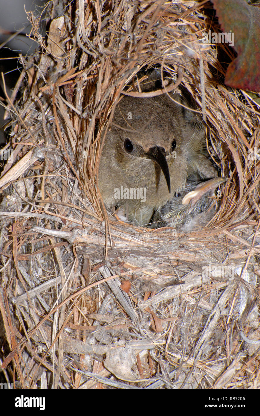 Sunbird female in the nest Stock Photo