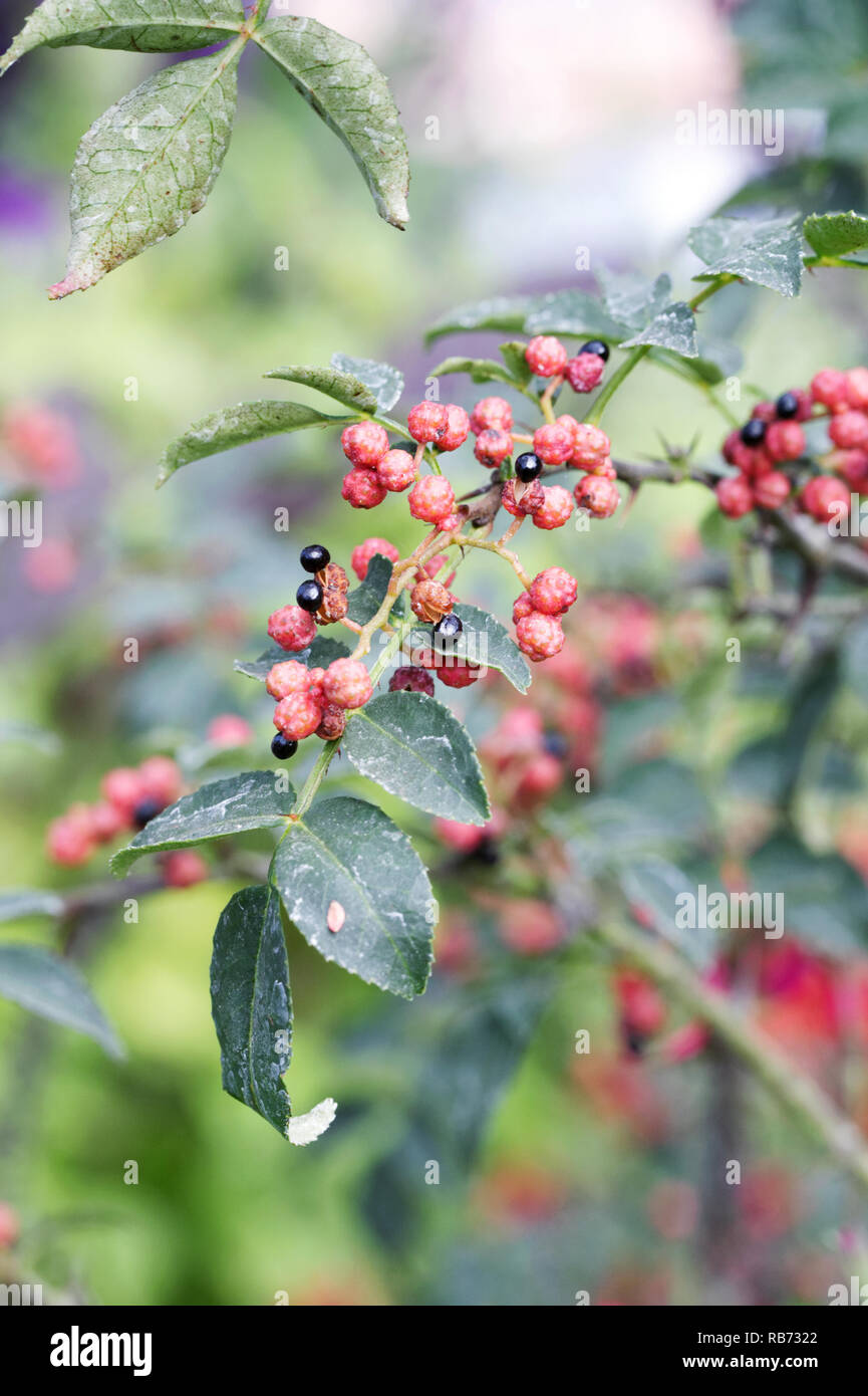 Szechuan pepper berries. Stock Photo