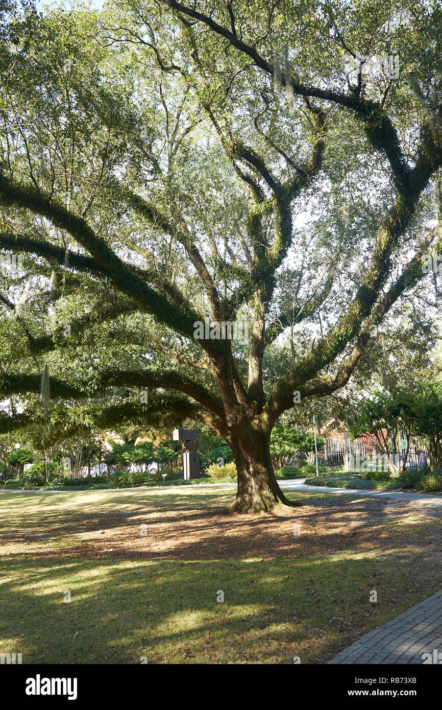 Oak trees in City Park, New Orleans, Louisiana. Stock Photo