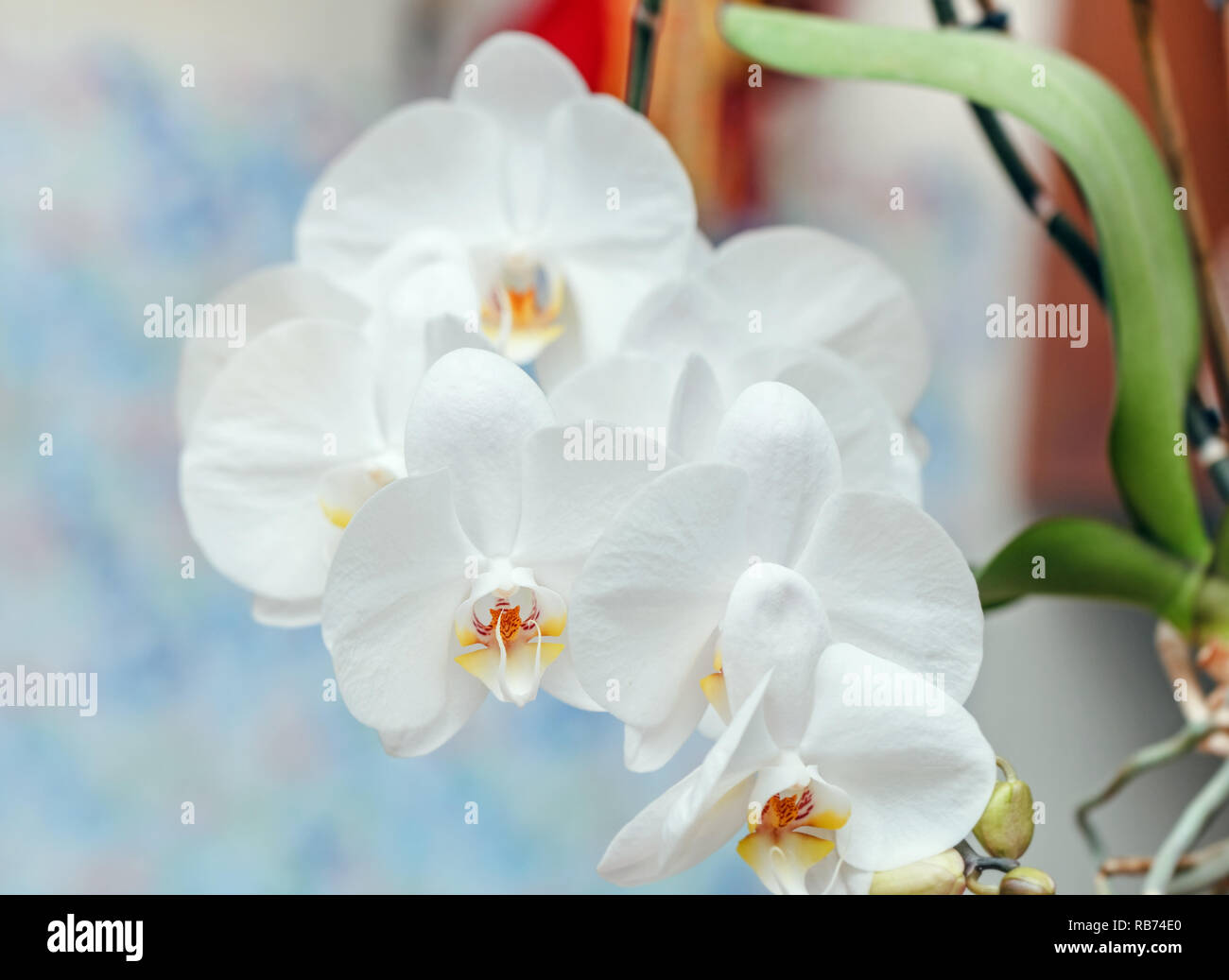 Beauty lush inflorescence of white fresh orchids flowers Stock Photo