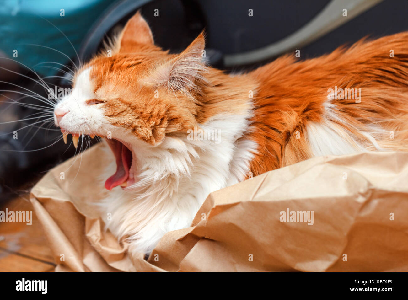 Adult big yawning red cat in paper Stock Photo