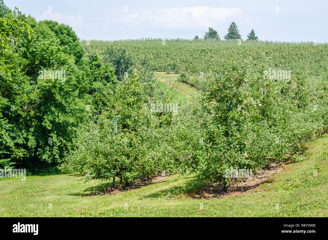 Apple orchard in rural Wisconsin Stock Photo