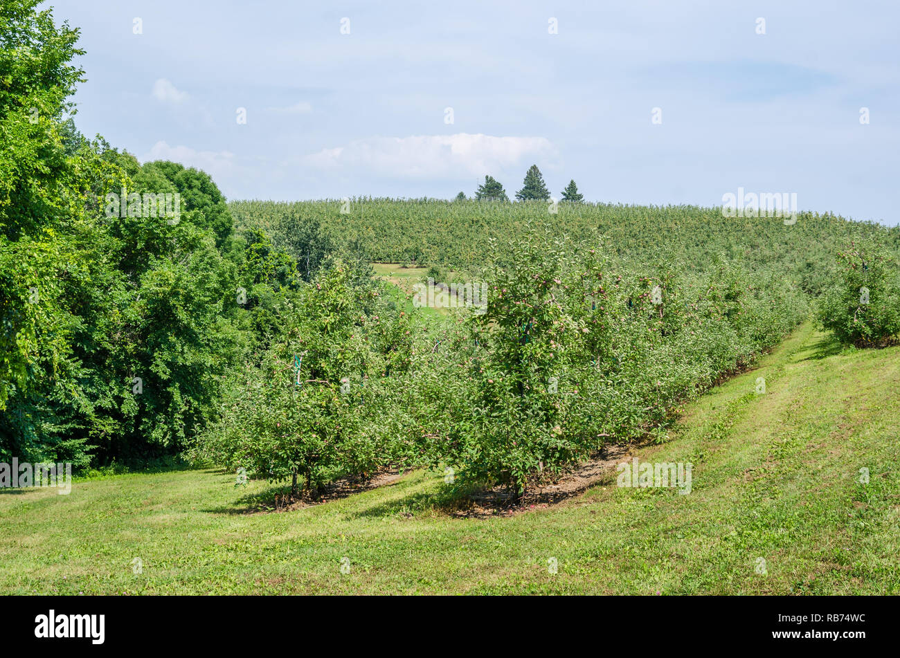 Apple orchard in rural Wisconsin Stock Photo Alamy