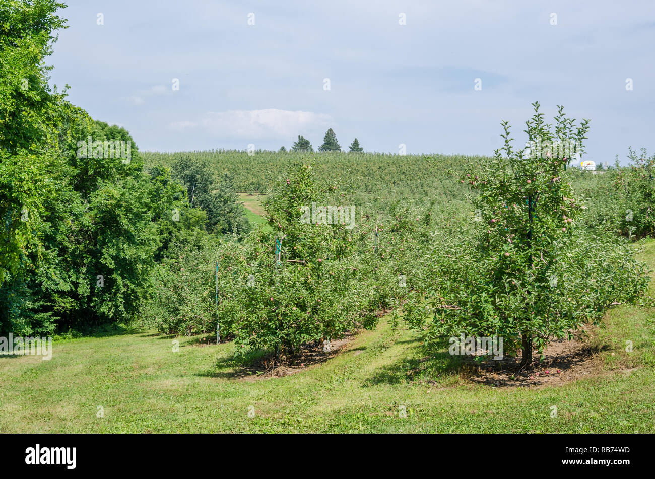 Apple orchard in rural Wisconsin Stock Photo