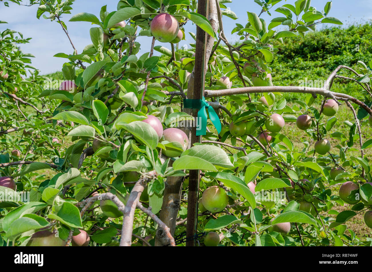 Apple orchard in rural Wisconsin Stock Photo Alamy