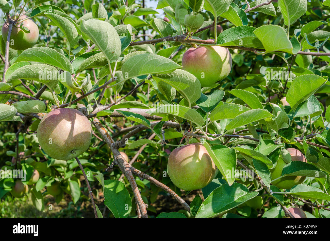 Apple orchard in rural Wisconsin Stock Photo