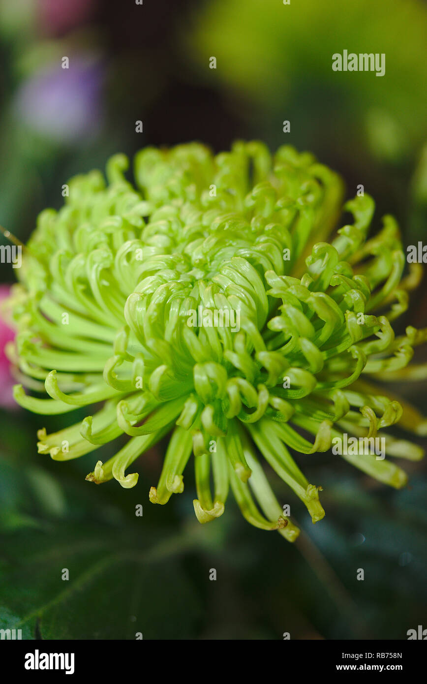 Chrysanthemum ball hires stock photography and images Alamy