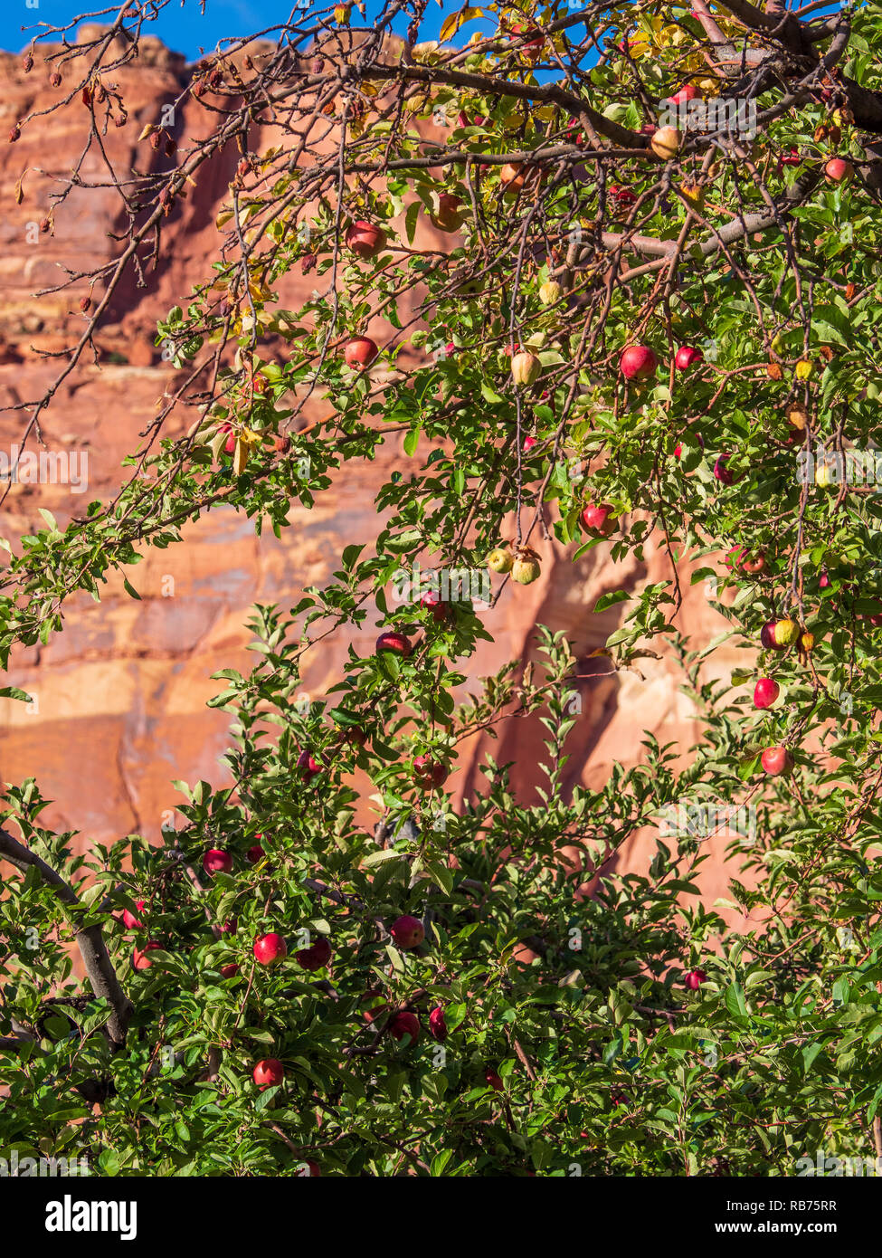U s apples hires stock photography and images Alamy