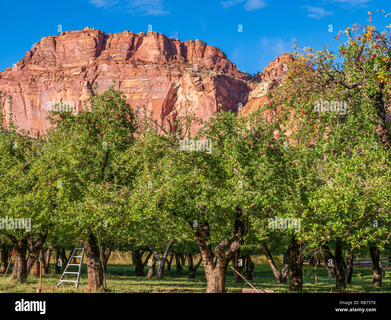 Apples ready to be picked, Chesnut Orchard behind the Fruita Campground, Capitol Reef National Park, Utah Stock Alamy
