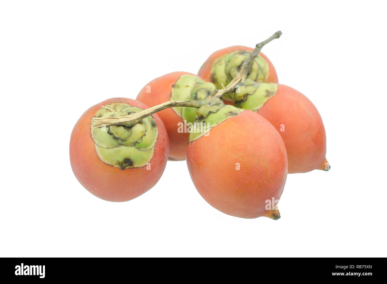betel nut or Areca nut, isolated on white background Stock Photo