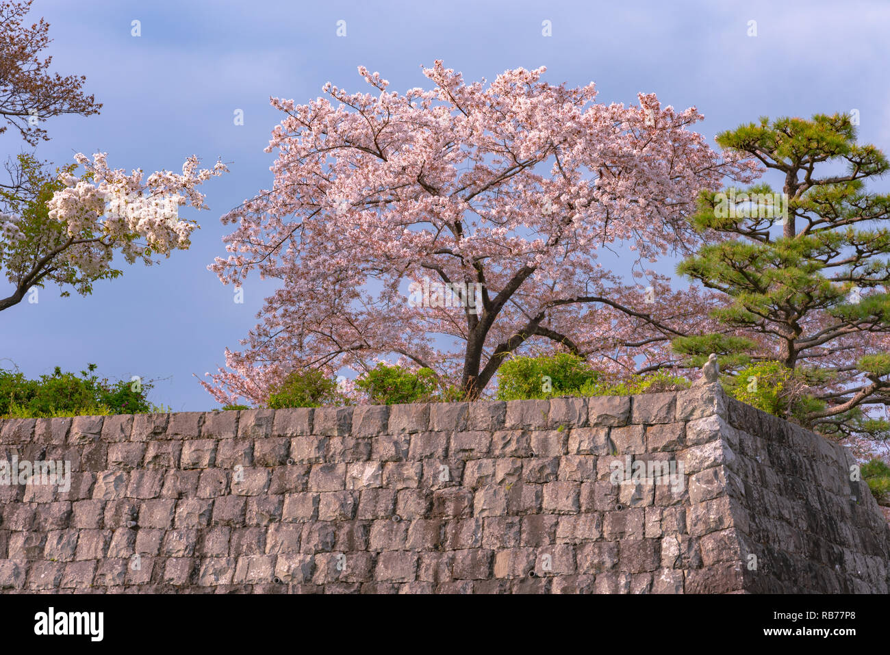 Shizuoka city skyline with Cherry blossom (Sunpu castle park) Stock Photo