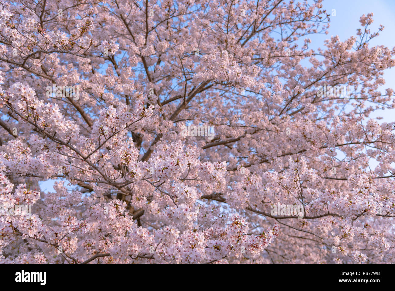 Cherry blossom in spring season, Japan Stock Photo - Alamy