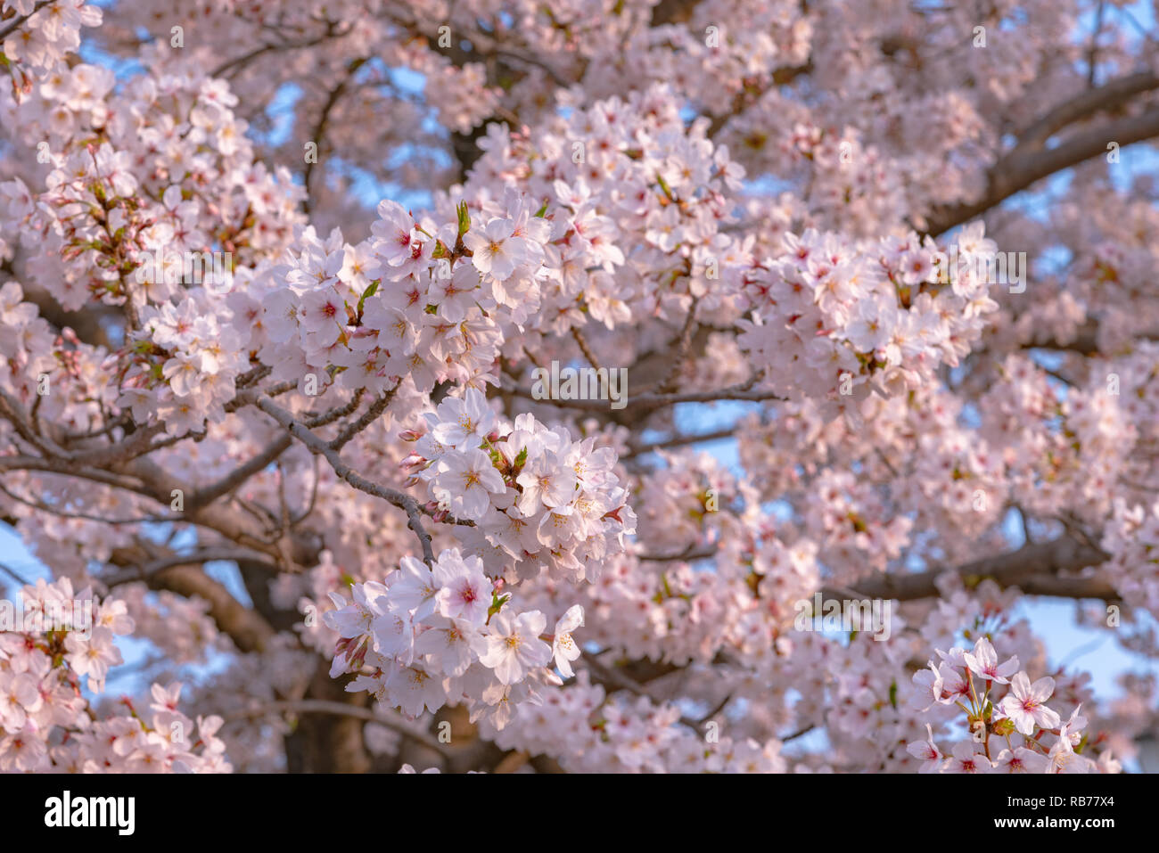 Cherry blossom in spring season, Japan Stock Photo - Alamy
