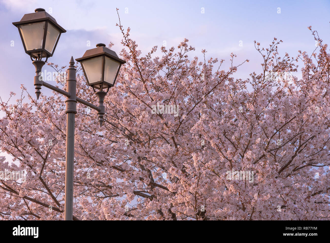 Cherry blossom in spring season, Japan Stock Photo - Alamy