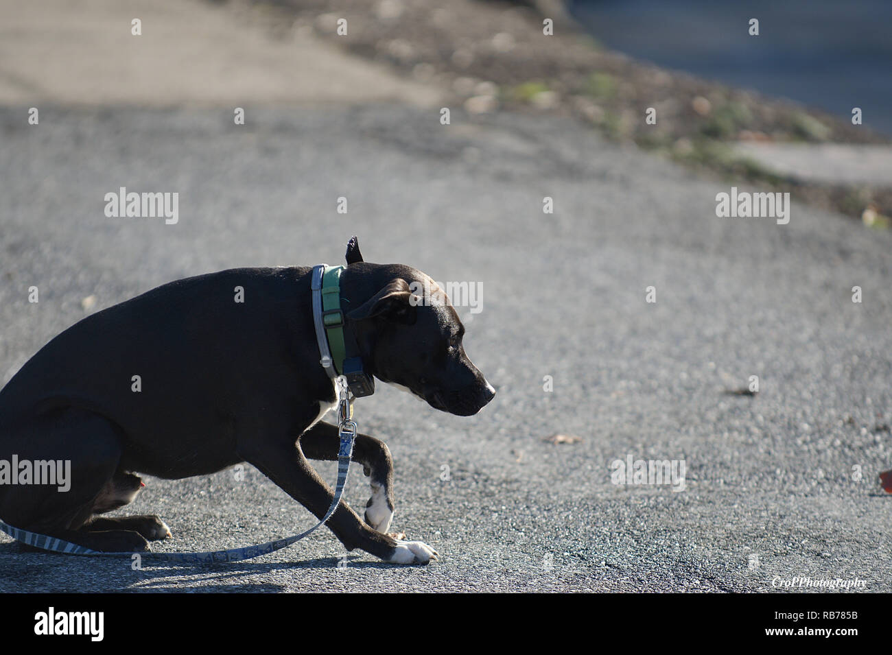 Brown Short Hair Dog Crouching With Head Low On Leash Stock