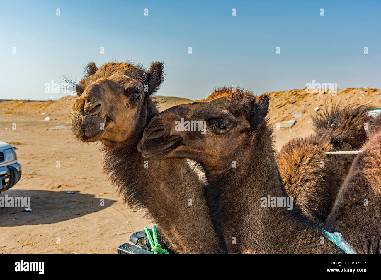 Camels for sale in Saudi Arabia. Stock Photo