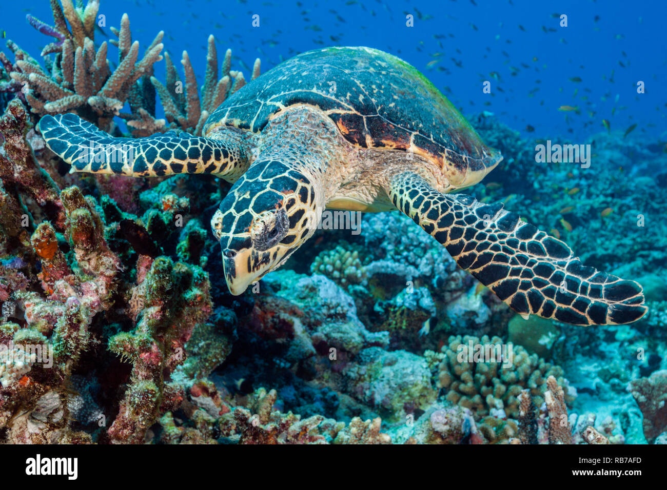 Hawksbill Sea Turtle, Eretmochelys imbricata, Indian Ocean, Maldives Stock Photo