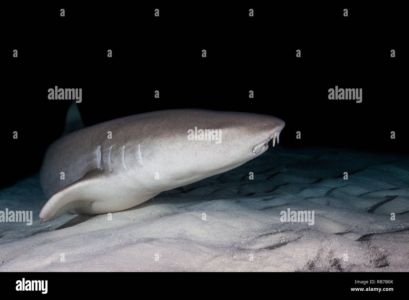 Nurse Shark at Night, Nebrius ferrugineus, Indian Ocean, Maldives Stock Photo