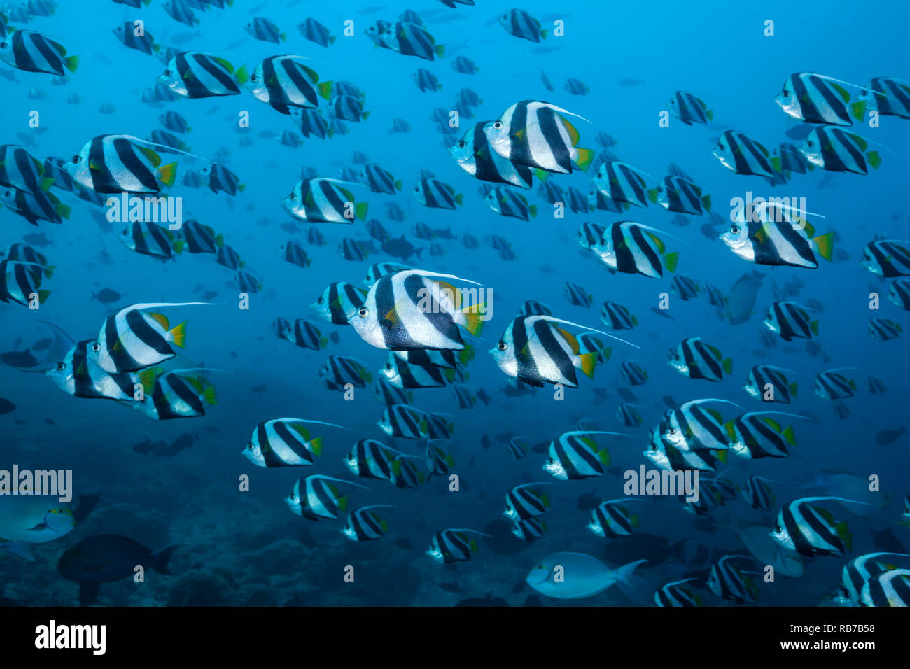 Shoal of Pennant Bannerfish, Heniochus diphreutes, Indian Ocean, Maldives Stock Photo