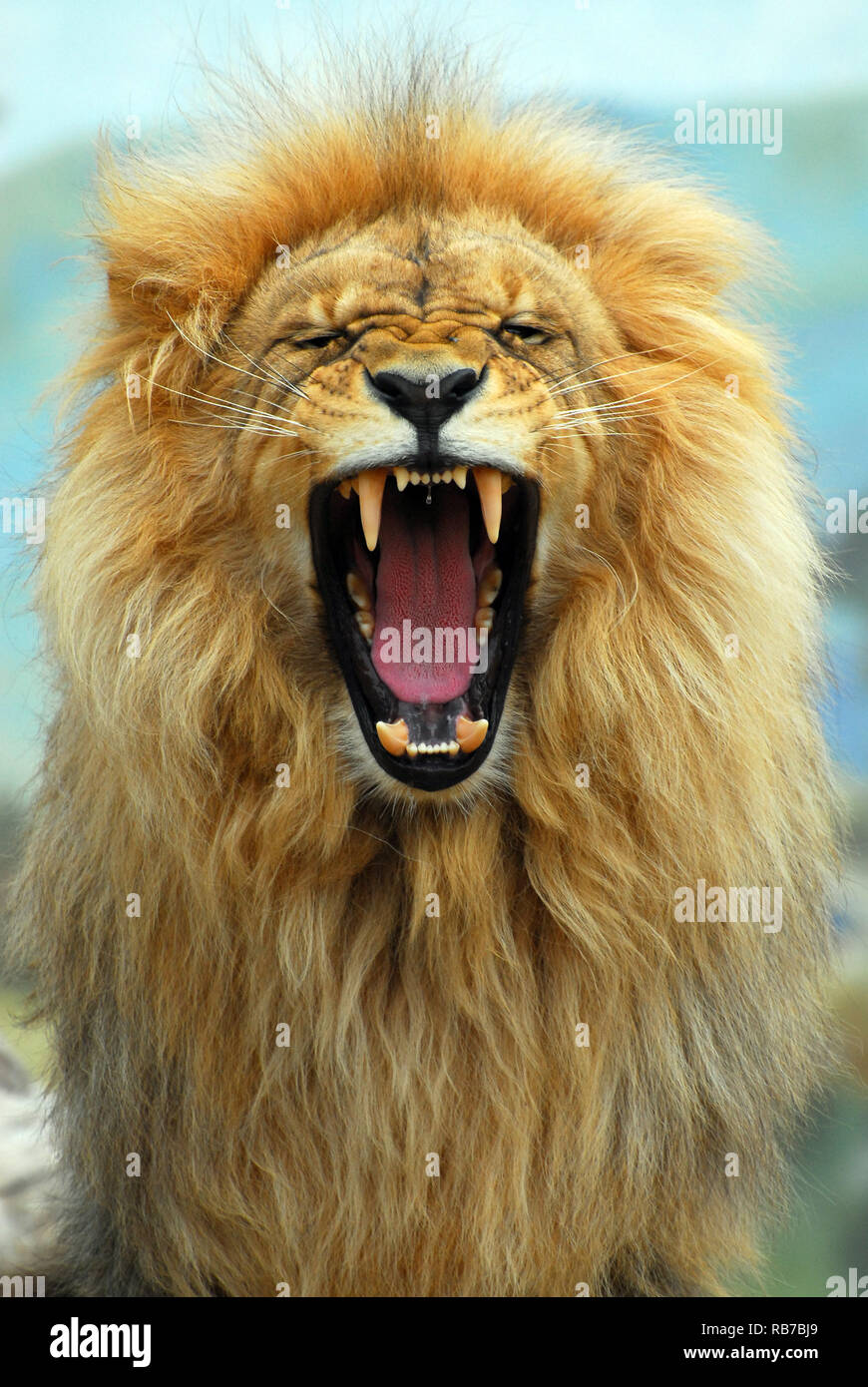 Southwest African lion or Katanga Lion, Angola-Löwe oder Katanga-Löwe, Löwe, Panthera leo bleyenberghi, angolai oroszlán Stock Photo
