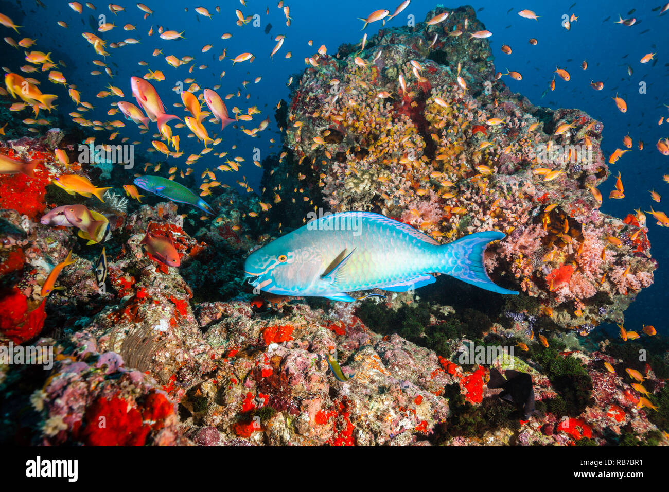 Ember Parrotfish, Scarus rubroviolaceus, Indian Ocean, Maldives Stock Photo