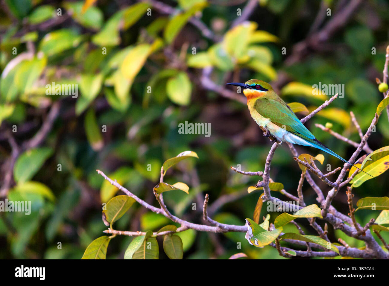 Blue-tailed Bee-eater or Merops philippinus perches on tree branch ...