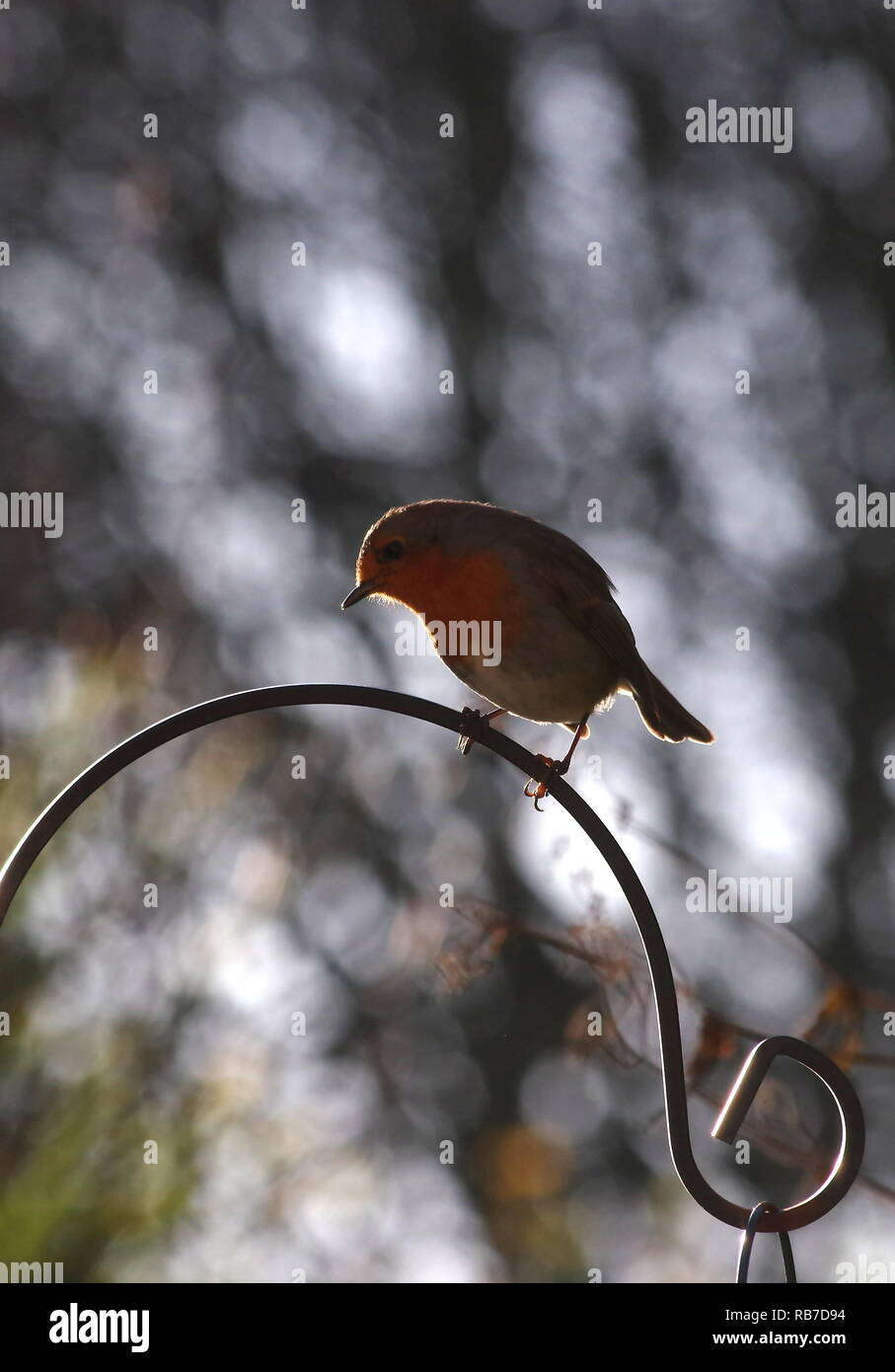 Garden robin backlit hi-res stock photography and images - Alamy