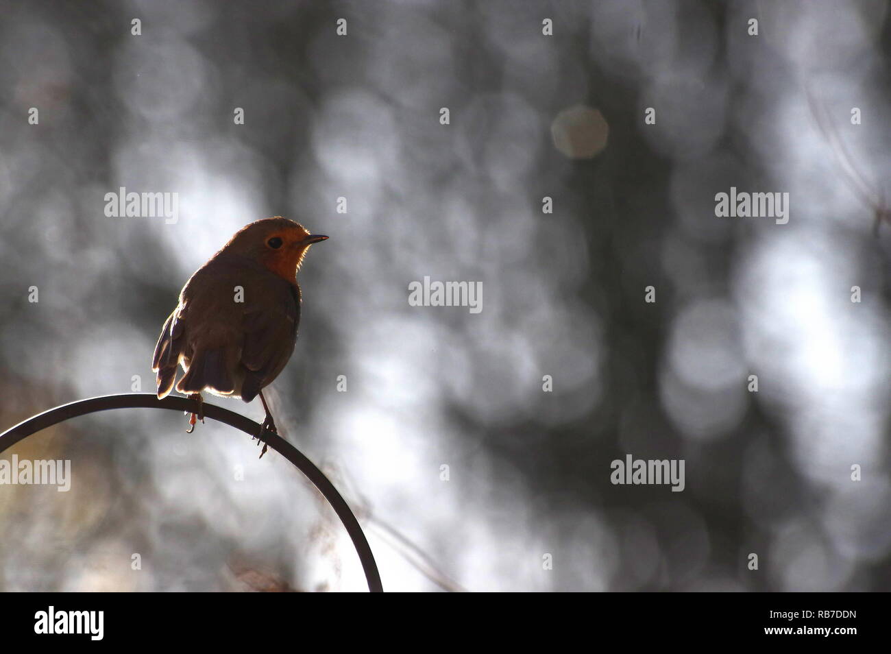 Garden robin backlit hi-res stock photography and images - Alamy