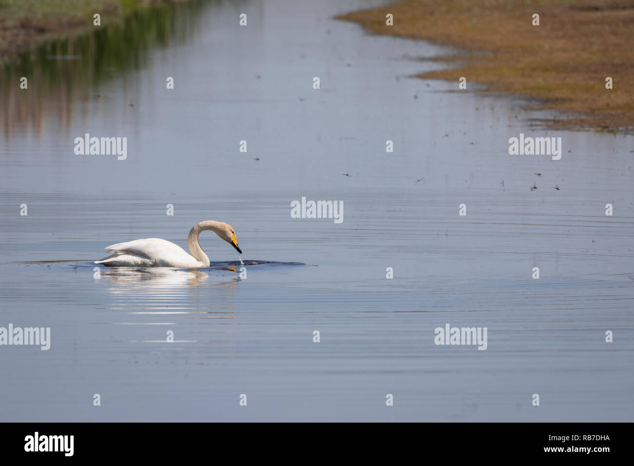 Whooper Swan (Cygnus cygnus) adult on water. Lubana Wetland Complex. Latvia. Stock Photo