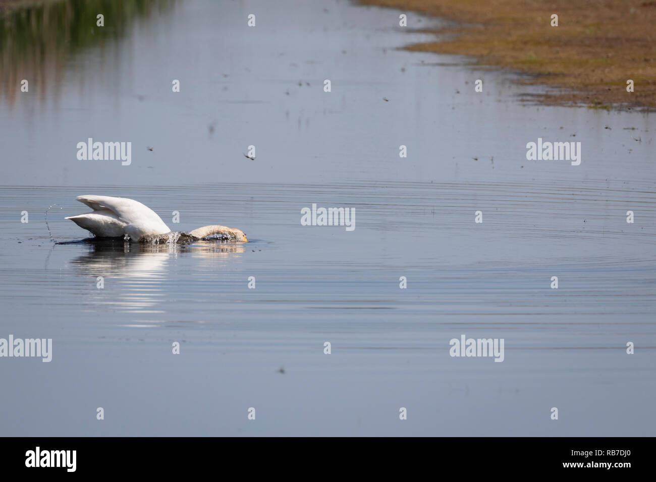 Whooper Swan (Cygnus cygnus) adult on water. Lubana Wetland Complex. Latvia. Stock Photo
