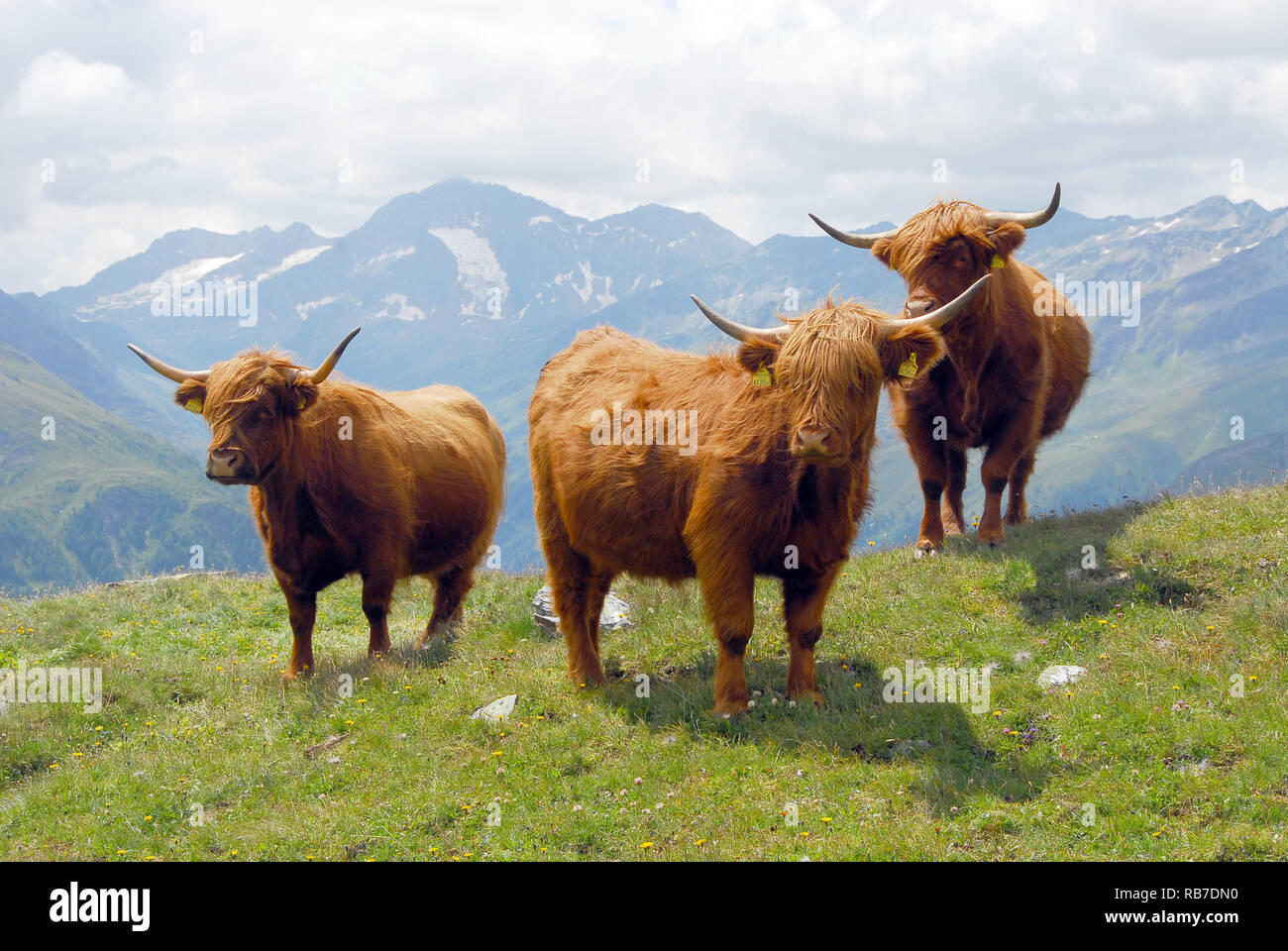 Scottish Highland Cattle in the Austrian Alps. Skót felföldi marha az osztrák Alpokban. Kyloe, Schottisches Hochlandrind, Bos primigenius taurus Stock Photo