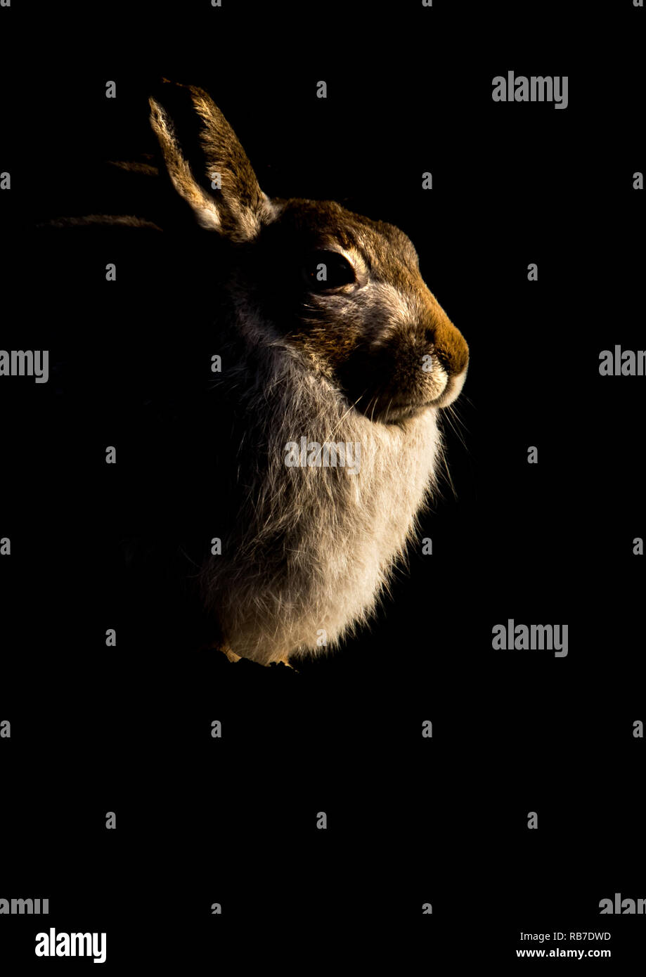 Red Deer Stag in the mist Stock Photo