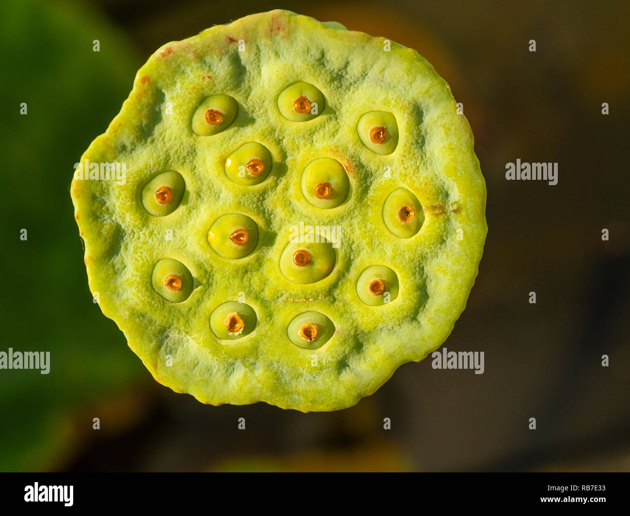 Close up of a Lotus or Lotos fruit body Stock Photo