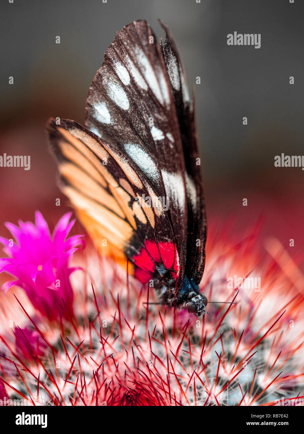 Butterfly sitting on a cactus Stock Photo