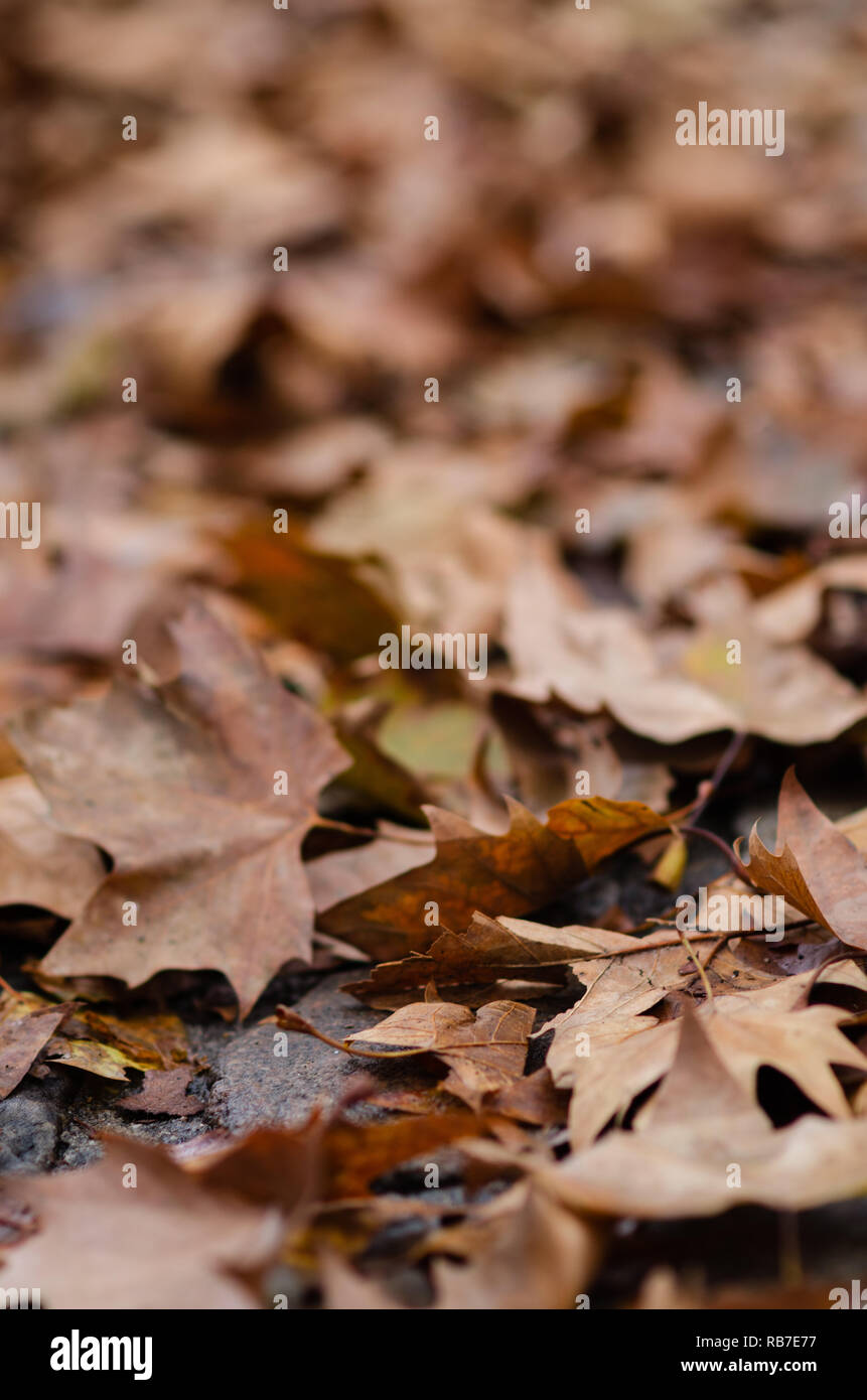 Carpet of orange leaves hi-res stock photography and images - Alamy