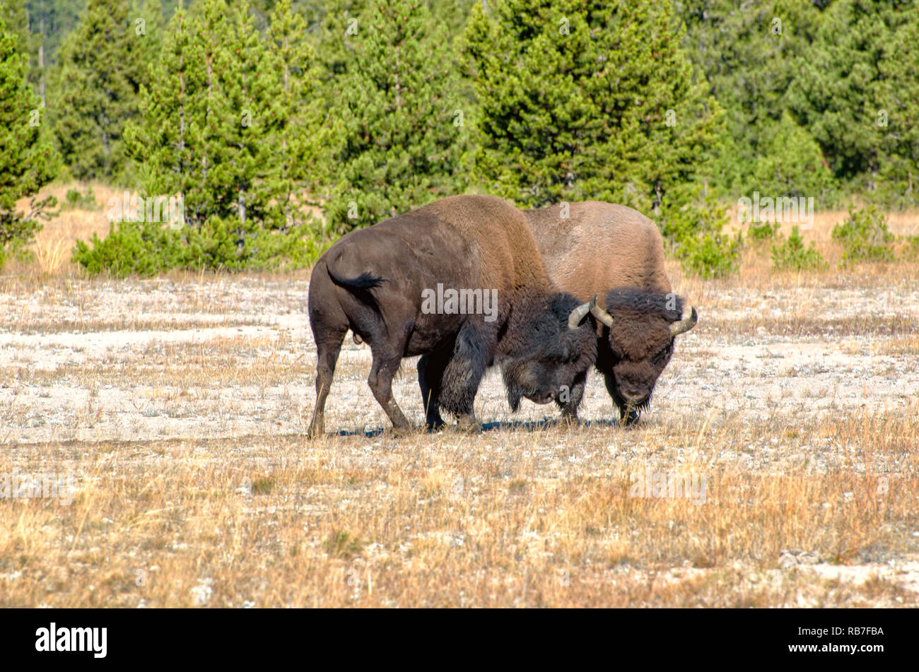 American Bison Butting Heads in the Autumn Season in Yellowstone National Park Stock Photo