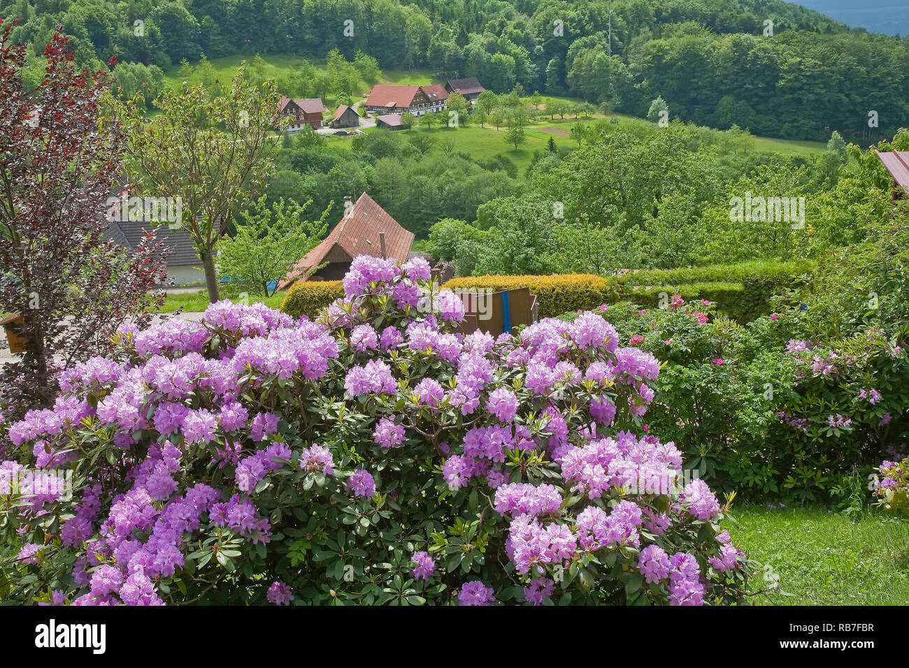Black forest house in sasbachwalden hires stock photography and images