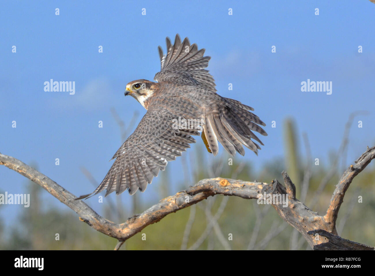Prairie Falcon in Flight in the Arizona Desert Stock Photo