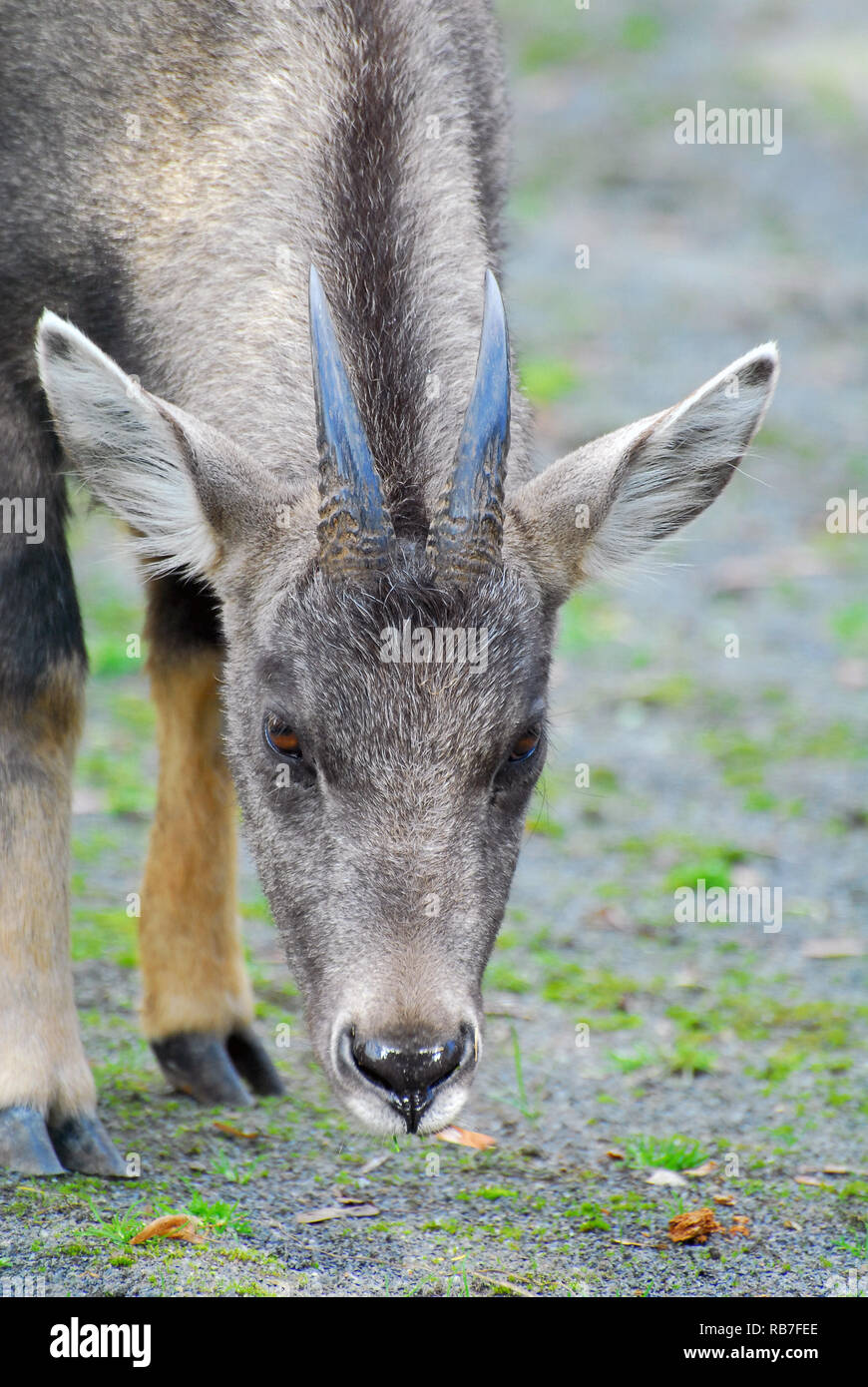 Chinese Goral, Graue Goral, Nemorhaedus goral arnouxianus Stock Photo