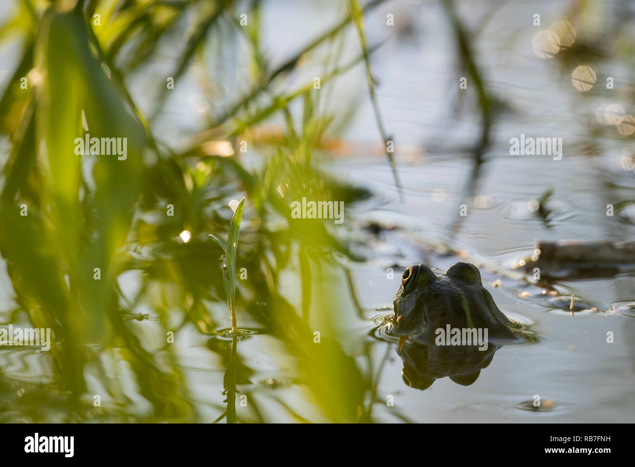 Marsh Frog (Pelophylax ridibundus) in pond habitat. Latvia. Stock Photo