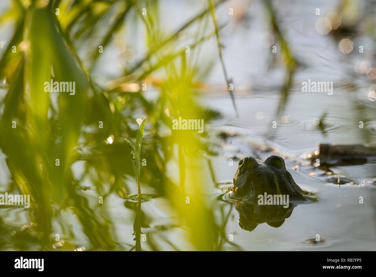 Marsh Frog (Pelophylax ridibundus) in pond habitat. Latvia. Stock Photo
