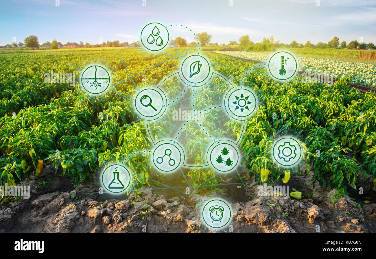 Pepper in the field. Scientific work and development of new methods and