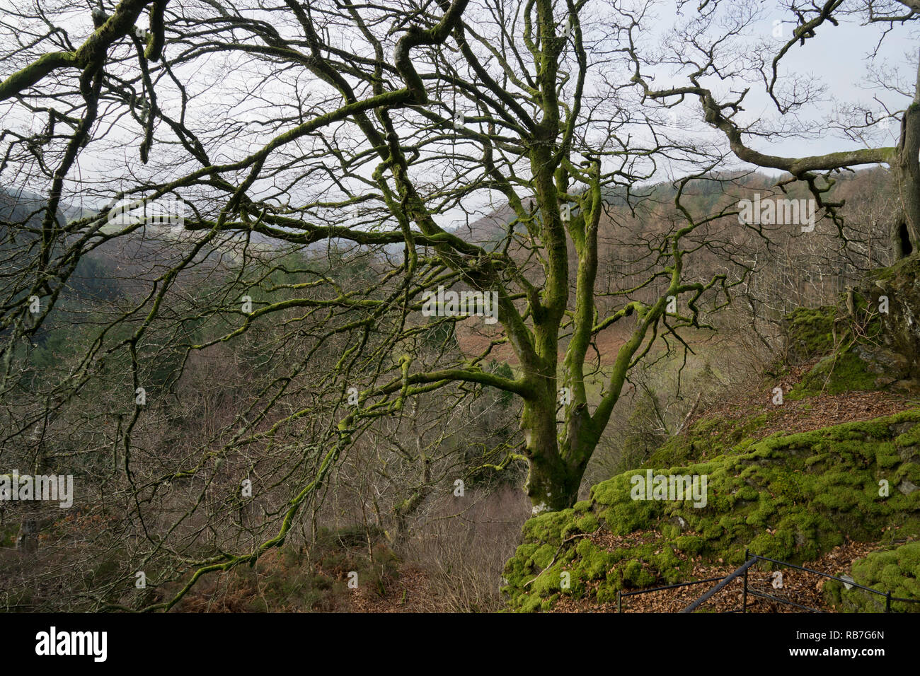 Hafod Uchtryd wooded and landscaped estate, in the Ystwyth valley, near