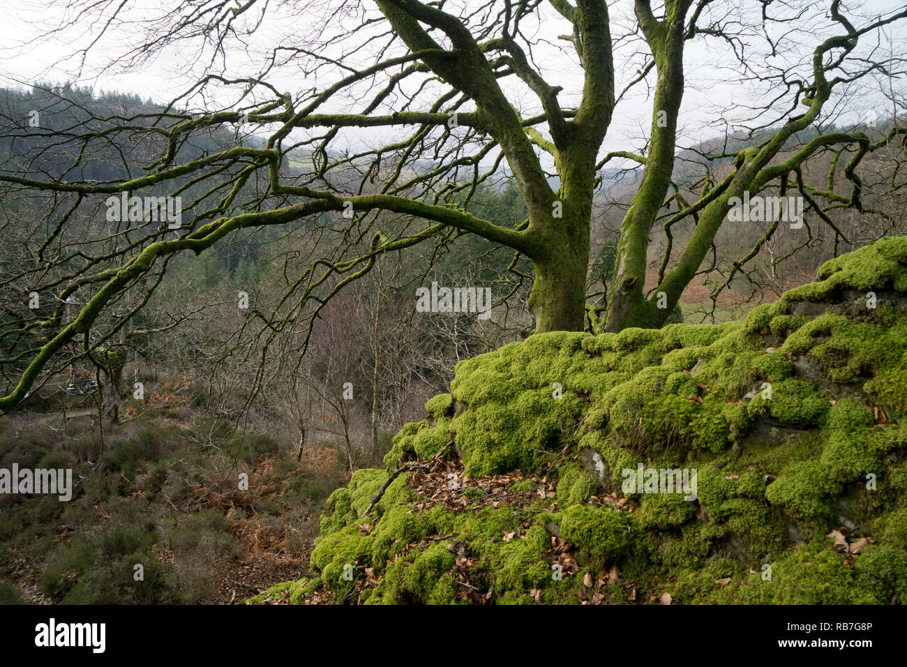 Hafod estate (ceredigion) hires stock photography and images Alamy