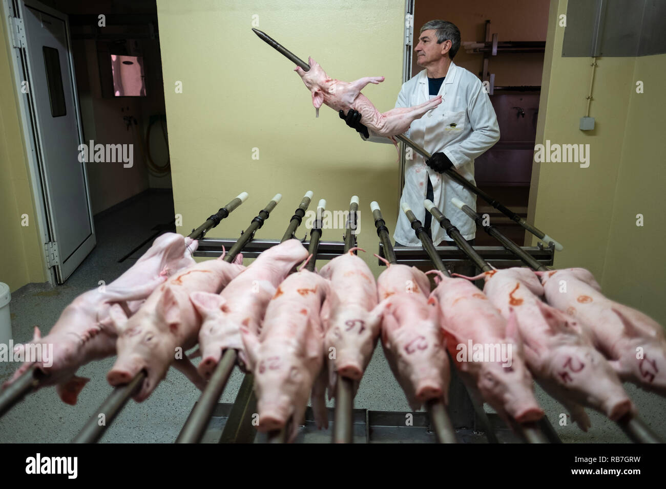 Man prepares a piglet for cooking in traditional portuguese Bairrada region's way by inserting it in a spit and into the oven, Mealhada, Portugal Stock Photo