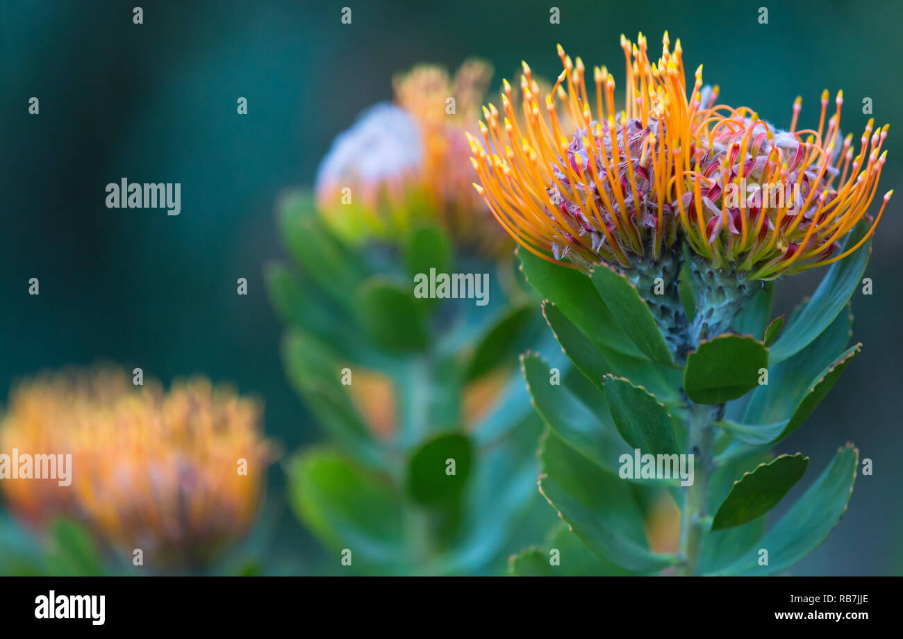 Pincushion protea flower which is indigenous to South Africa and the Cape biome or Cape floral kingdom in Kirstenbosch Botanical Garden, Cape Town Stock Photo