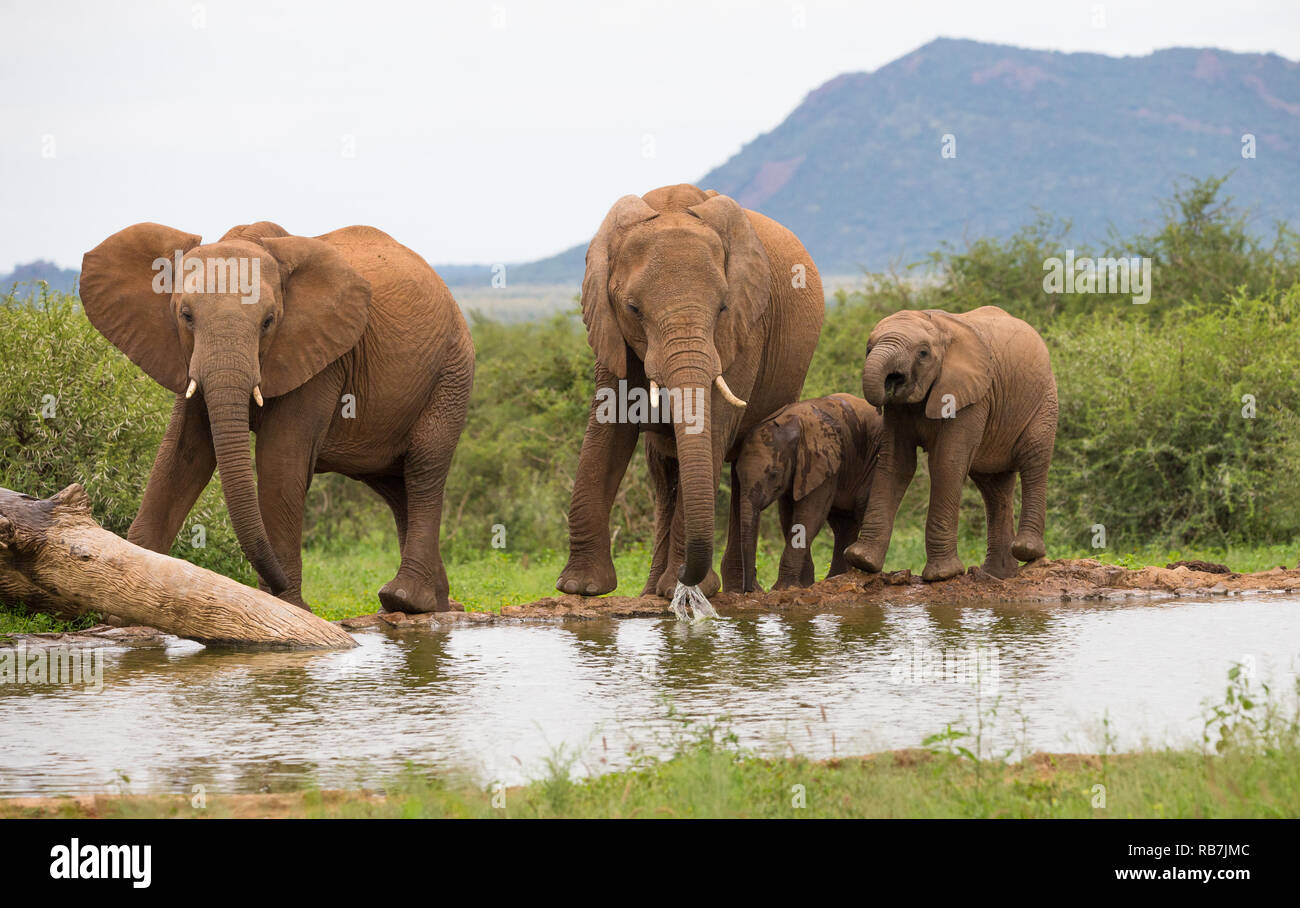 elephant herd or family of elephants drinking at a water hole or