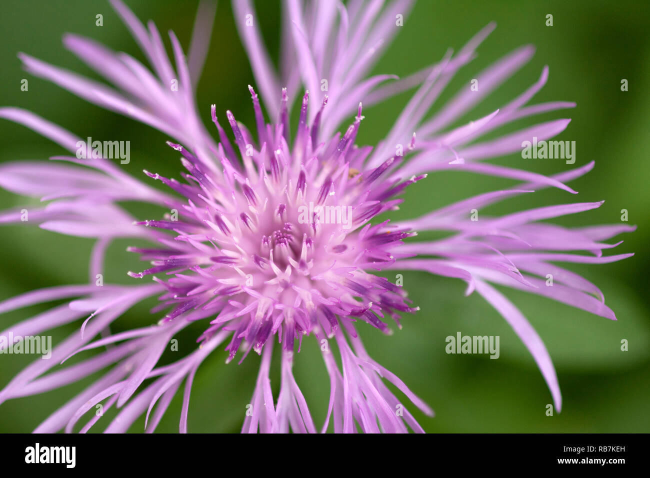 Spotted Knapweed (Centaurea maculosa) close up with bark and grass Stock Photo