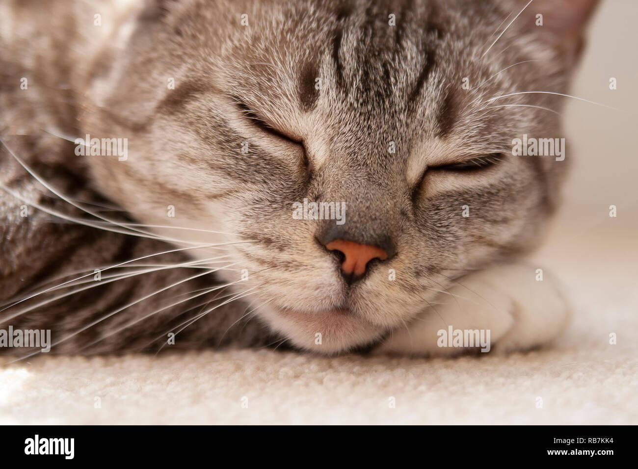 Beautiful close up image of a grey tabby sleeping on a neutral carpet with eyes closed Stock Photo
