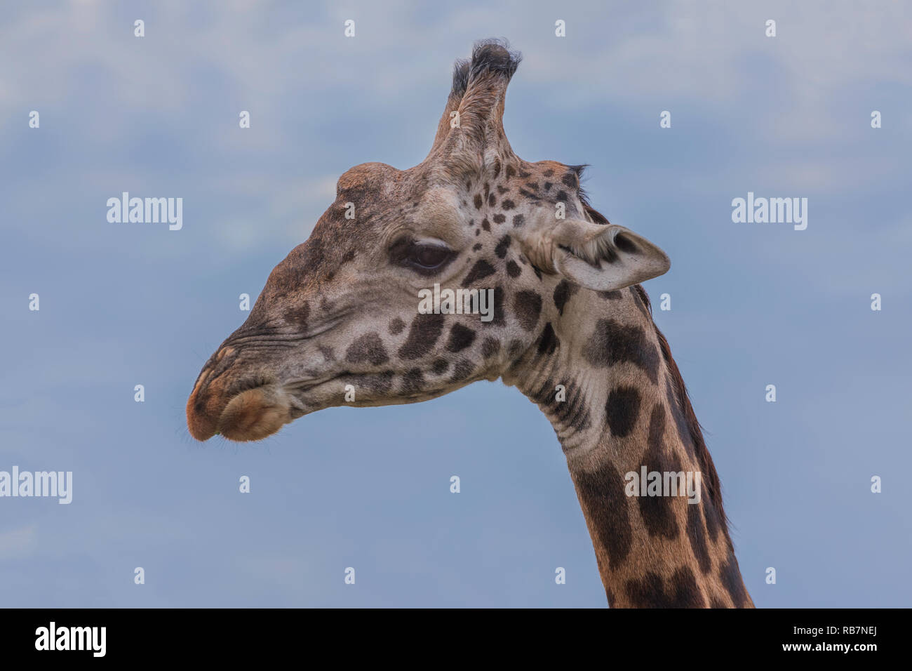 Serengeti giraffe hi-res stock photography and images - Alamy